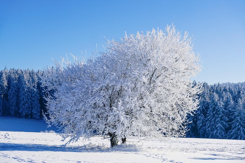Snowy Wonderland